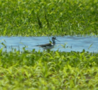 DSCN7285 c Black-necked Stilt Whispering Willows Bourbonnais IL 6-23-2015