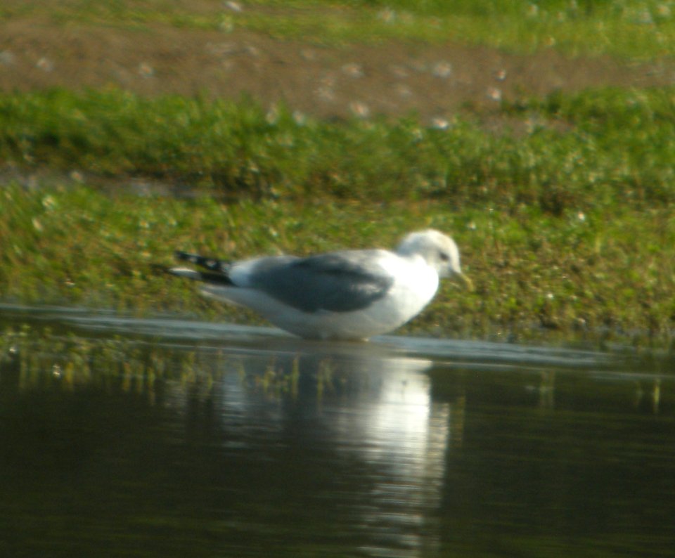 DSCN5964 c Mew Gull Pearl Harbor NWR HI 3-18-2015