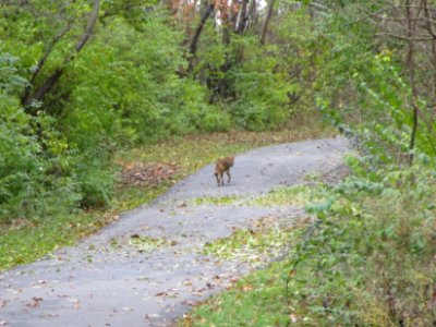 IMG 3389c Coyote Perry Farm Kankakee Co IL 11-16-2017