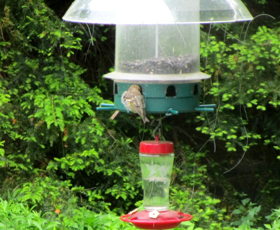 IMG 1528c  Pine Siskin Kankakee IL 5-19-2015