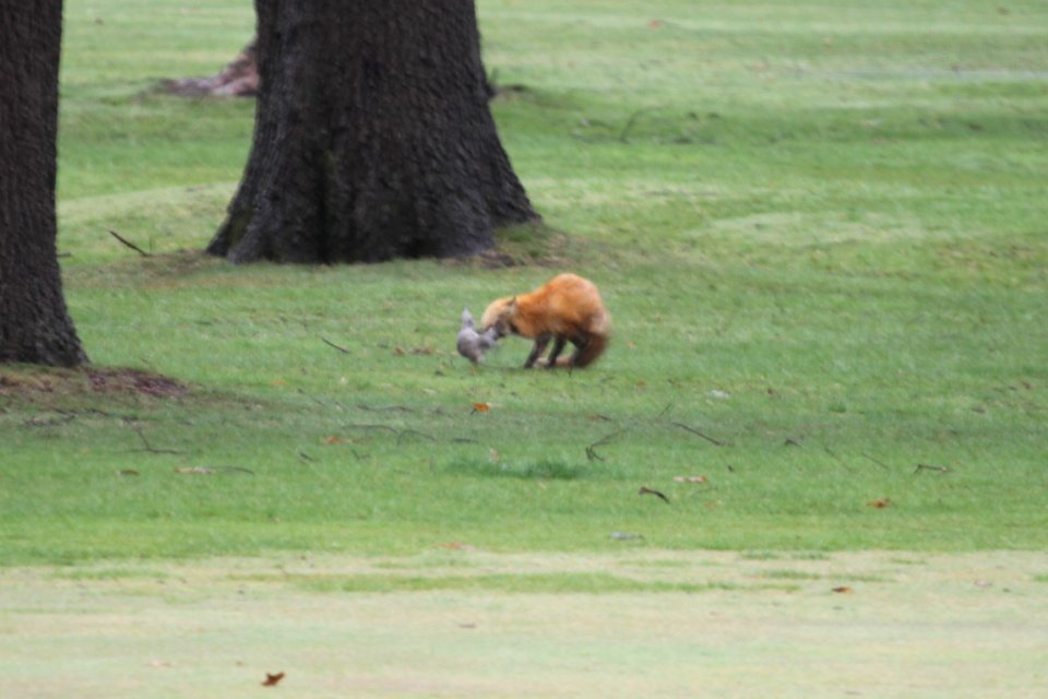 IMG 8879c Red Fox Hse Kankakee IL 4-15-2018