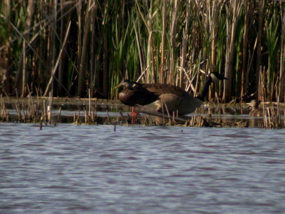 Dscn8619 American Black Duck  Goose Lake Prairie SP, IL 5-26-03