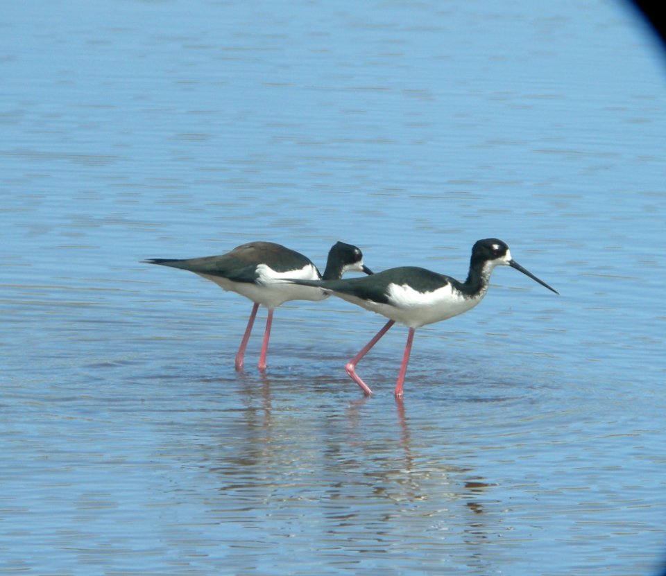 DSCN5926 c Black-necked Stilt Kahuku Aqua Ponds HI 3-16-2015
