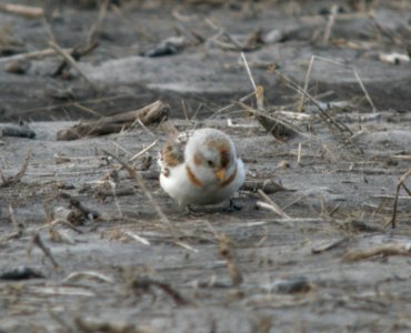 DSCN0840 c Snow Bunting  TNC Kankakee Sands IN 3-23-2014