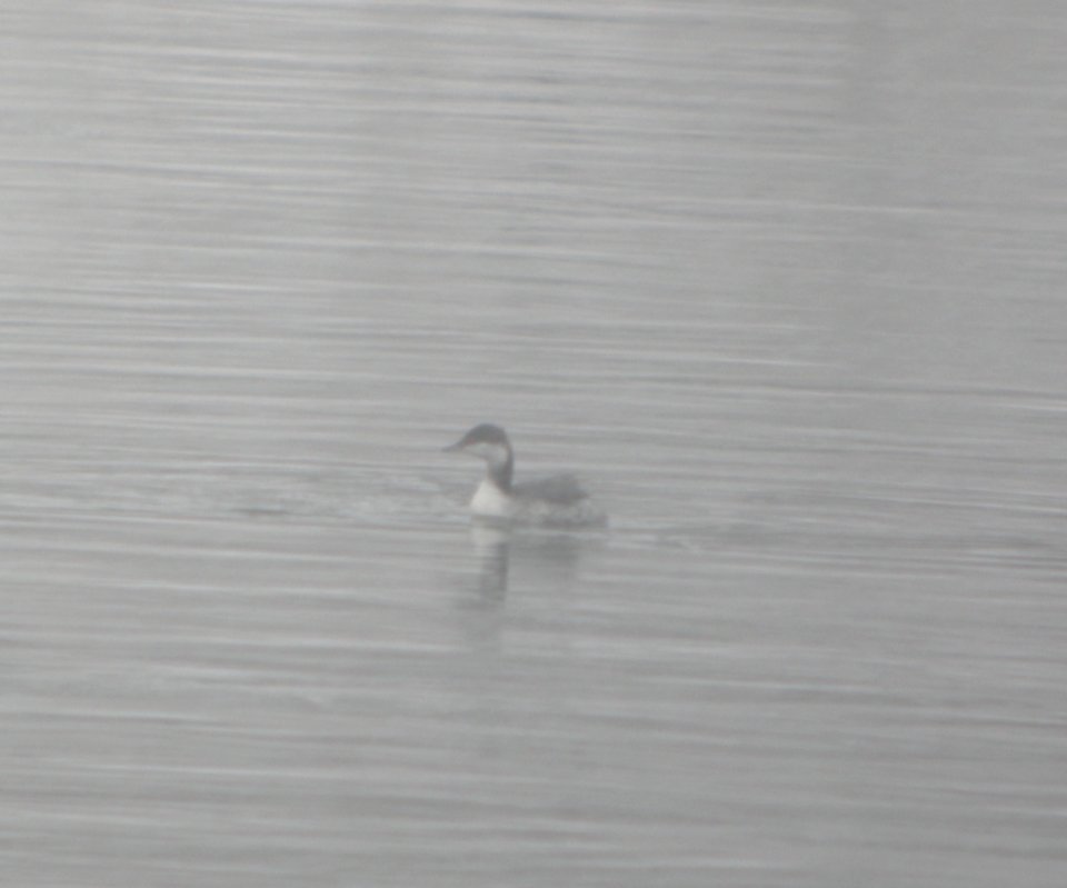 DSCN1150 c Horned Grebe Kankakee Co IL 12-14-2013