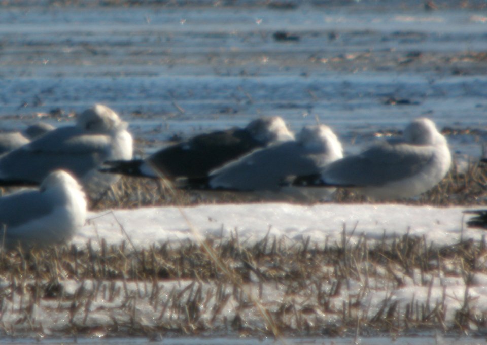 DSCN2460 c Lesser Black-backed Gull Grundy Co IL 2-21-2014