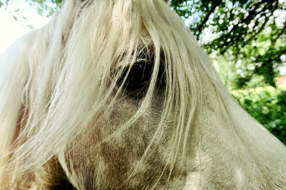 Eye looking animal