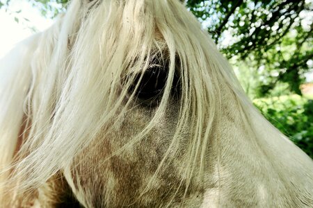 Eye looking animal photo