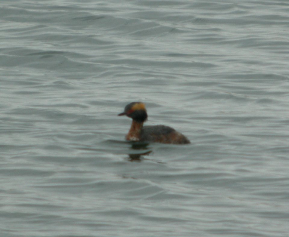 DSCN6134 c Horned Grebe TNC Kankakee Sands IN 4-6-2015