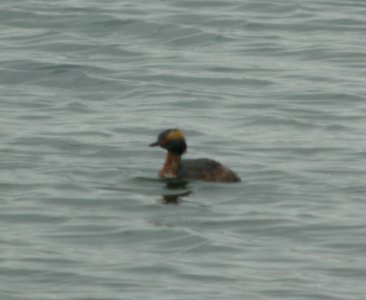DSCN6134 c Horned Grebe TNC Kankakee Sands IN 4-6-2015