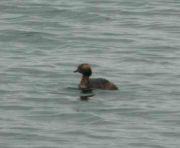 DSCN6134 c Horned Grebe TNC Kankakee Sands IN 4-6-2015 photo