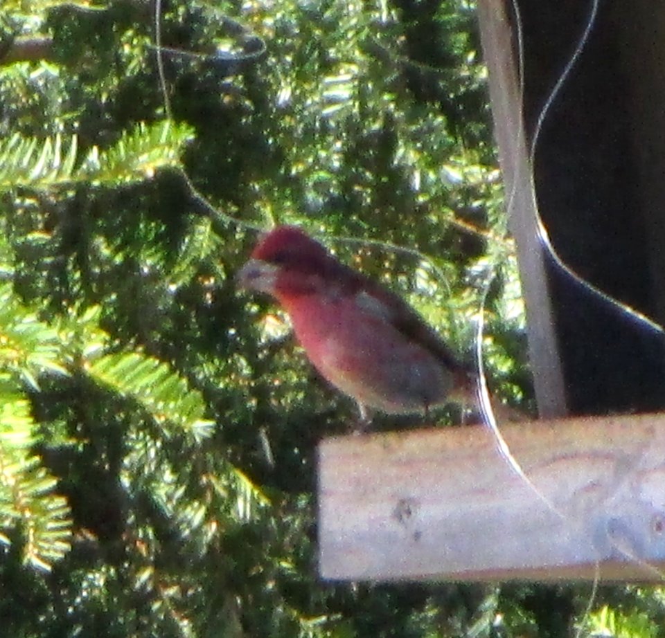 IMG 1326 c Purple Finch Hse Kankakee IL 4-2-2015