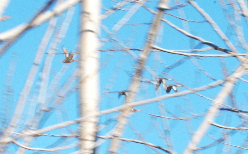 IMG 1175c Blue-winged Teal Whispering Willows Park Area Kankakee Co IL 11-4-2016