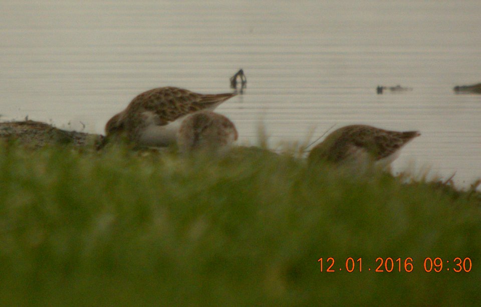 DSCN9324c Least Sandpiper Whispering Willows Area Kankakee Co IL 12-1-2016