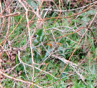 IMG 1220 c Red-billed Leiothrix Valley of the Temples Kaneohe HI 3-17-2015