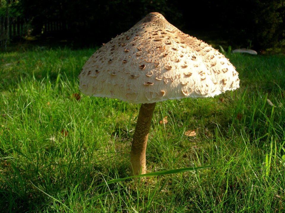 Mushroom agaric hat