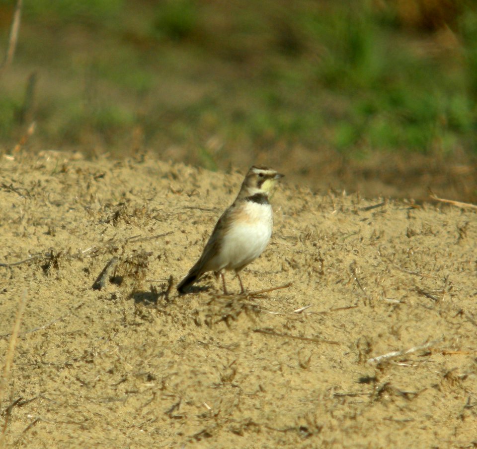 DSCN6161 c Horned Lark TNC Kankakee Sands IN 4-15-2015