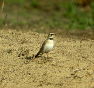 DSCN6161 c Horned Lark TNC Kankakee Sands IN 4-15-2015
