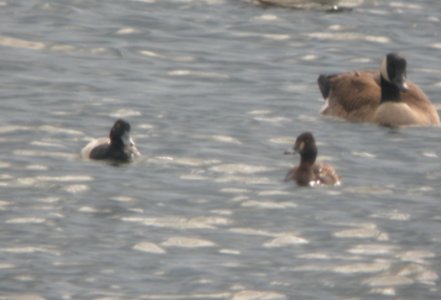 DSCN7229 c Lesser Scaup Willow Slough FWA IN 6-10-2015 photo