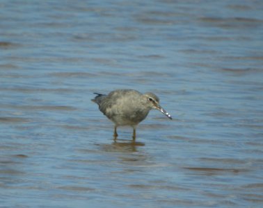 DSCN5867 c Wandering Tattler Kahuku Aqua Ponds Honolulu Co HI 3-12-2015