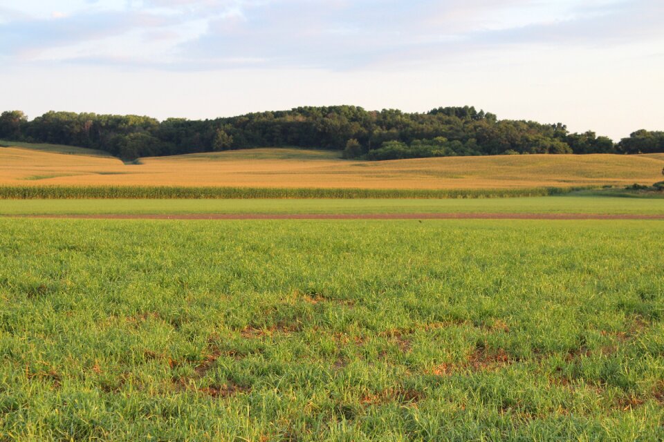 Field corn field rural photo