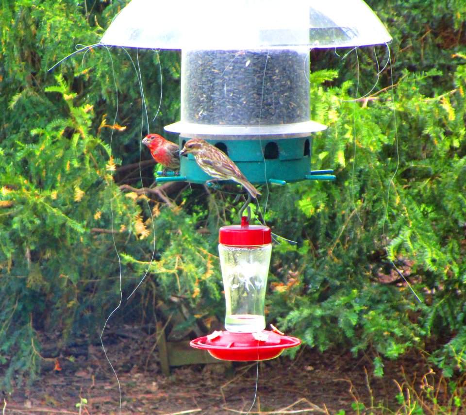 IMG 1457 c Purple Finch Kankakee IL 4-24-2015