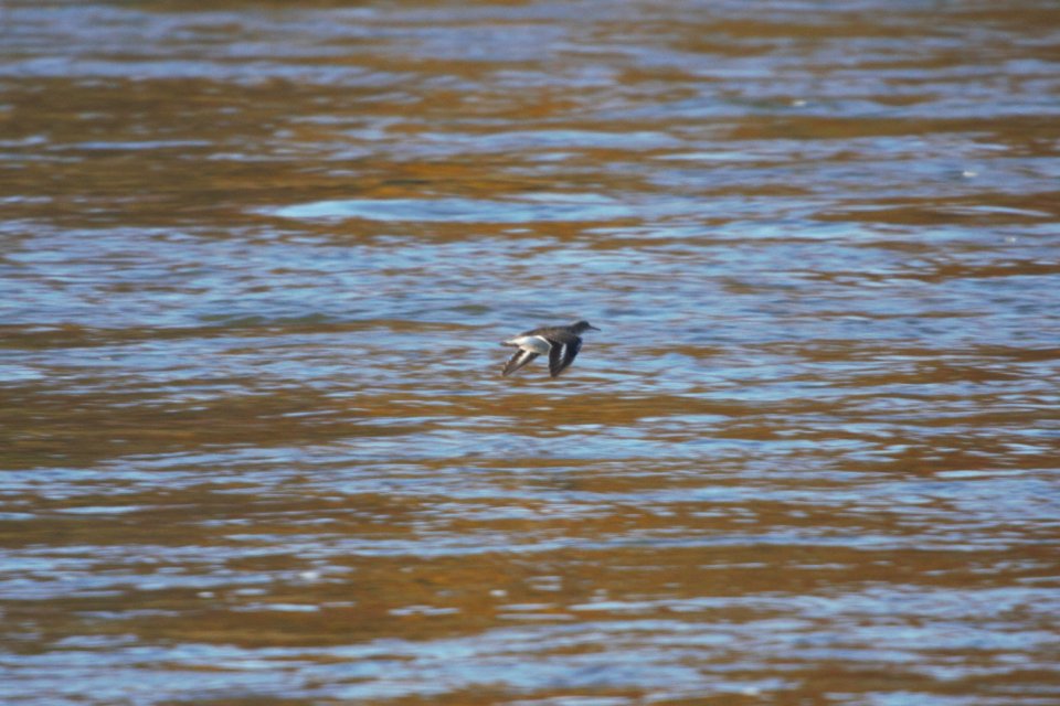 IMG 5666c Spotted Sandpiper Metro-sewer Kankakee IL 11-3-2017