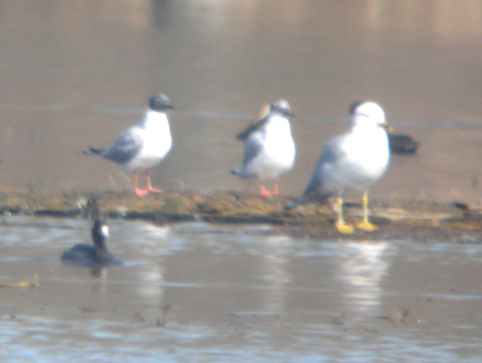 DSCN6222 c Bonaparte's Gull LaSalle FWA IN 4-17-2015