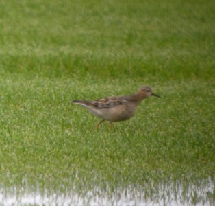DSCN4310 c Buff-breasted Sandpiper H & E Sod Momence IL 9-11-2014