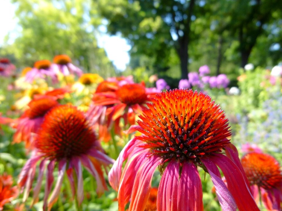 Ornamental plants flower garden summer