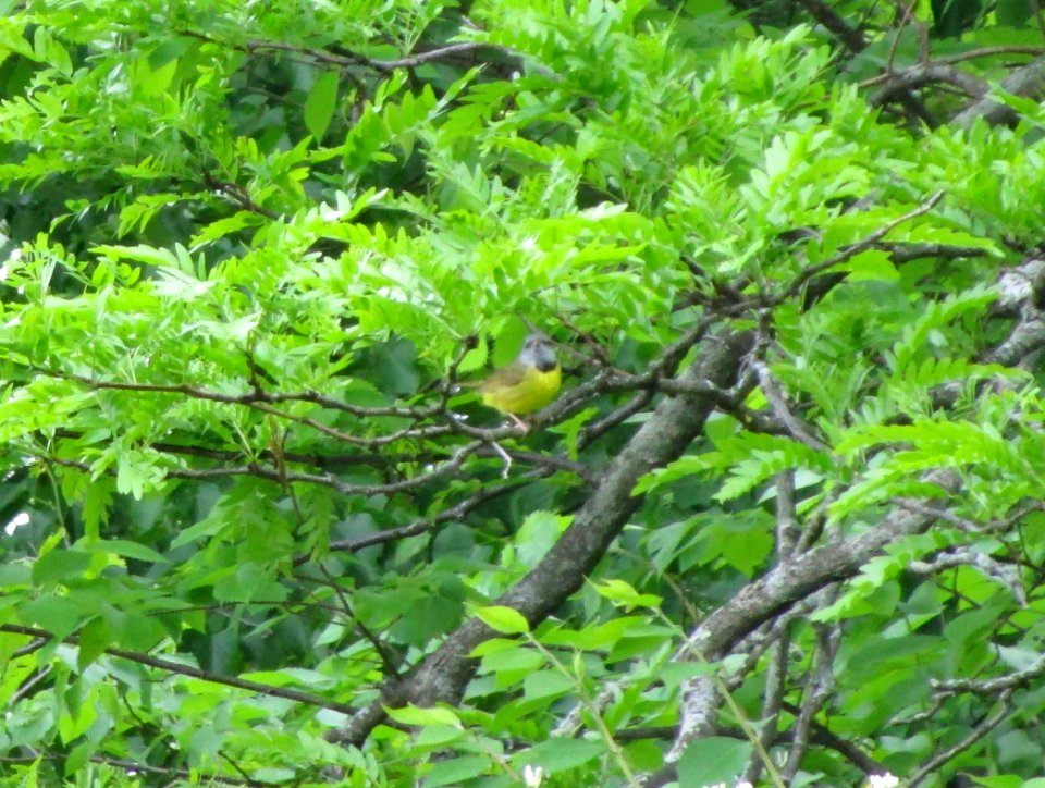 IMG 1562 c Mourning Warbler Kankakee IL 5-20-2015