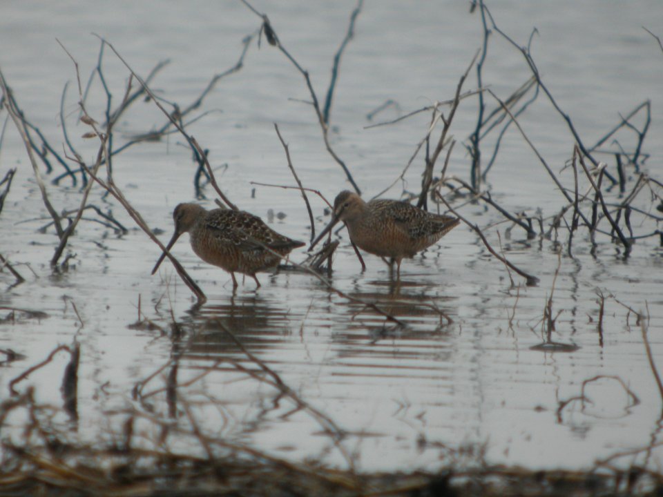 DSCN0111c LB Dowitcher Willowhaven Area Kankakee Co IL 4-30-2017