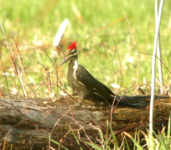DSCN6418 c Pileated Woodpecker LaSalle FWA IN 5-1-2015