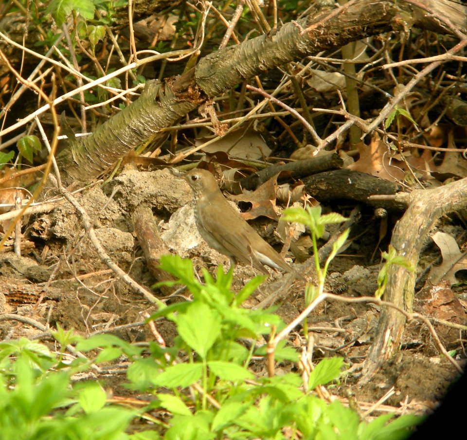 DSCN6535 c Gray-cheeked Thrush Hse Kankakee IL 5-4-2015