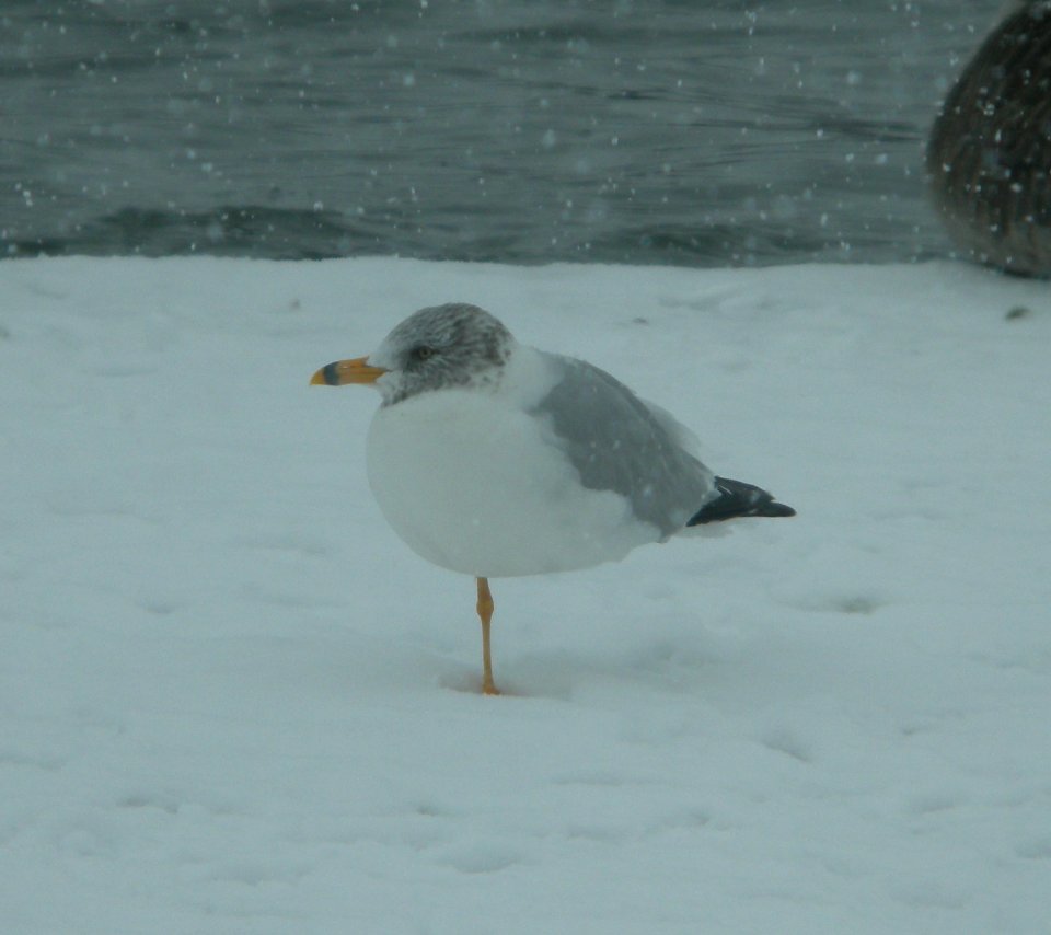 DSCN5708 c Ring-billed Gull Dam Wilmington IL 3-1-2015