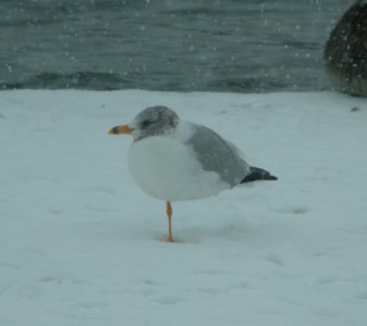 DSCN5708 c Ring-billed Gull Dam Wilmington IL 3-1-2015