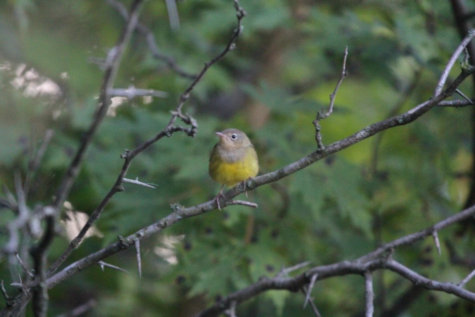 IMG 1137c Connecticut Warbler LeVasseur Park Kankakee-IL 9-6-2017