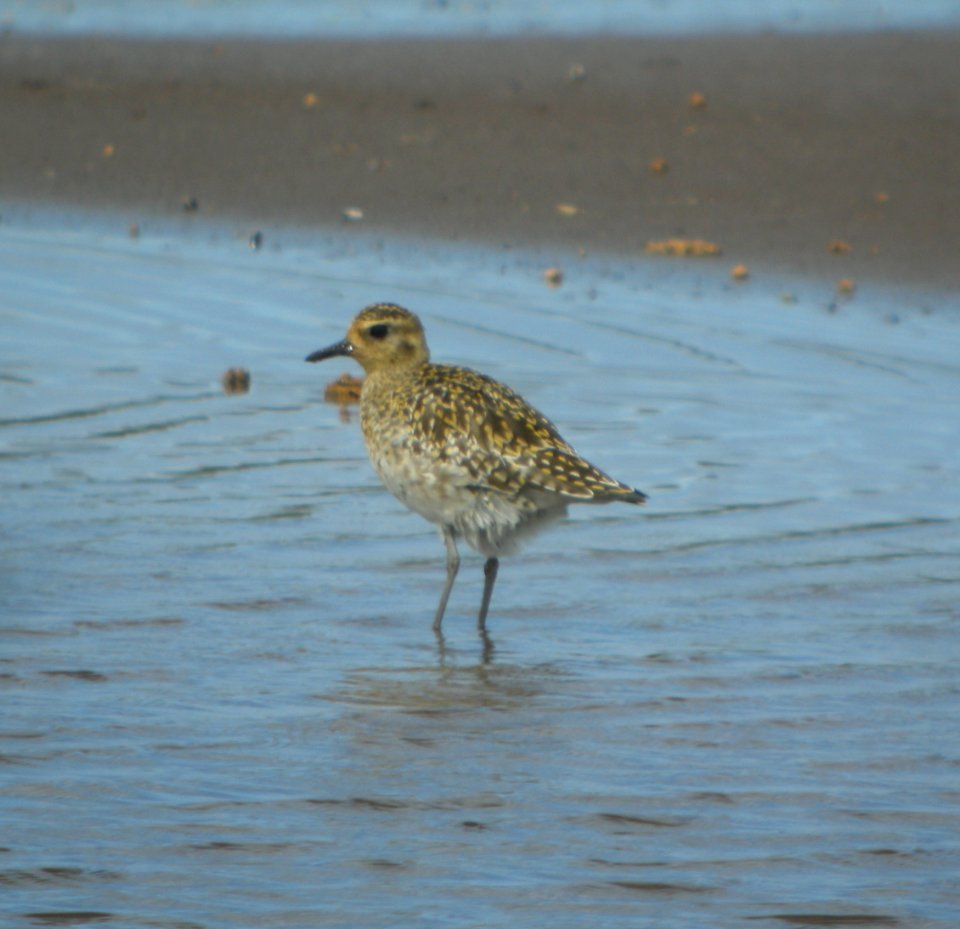 DSCN5869 c Pacific Golden-Plover Kahuku Aqua Ponds Honolulu Co HI 3-12-2015