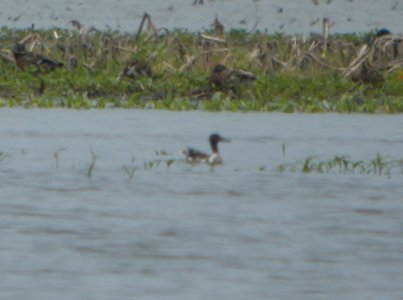 DSCN7339 c Northern Shoveler Whispering Willows Bourbonnais IL 6-25-2015