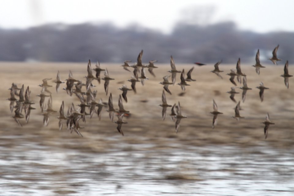 IMG 9097c American Golden-Plover Willowhaver Area Kankakee Co IL 4-21-2018