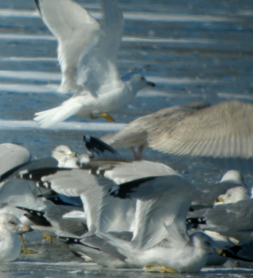DSCN5580 c Glaucous Gull Dam Wilmington IL 2-23-2015