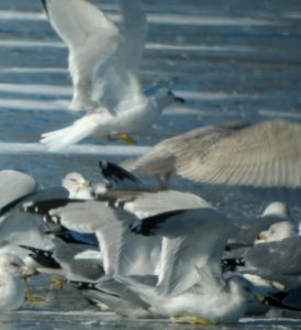 DSCN5580 c Glaucous Gull Dam Wilmington IL 2-23-2015