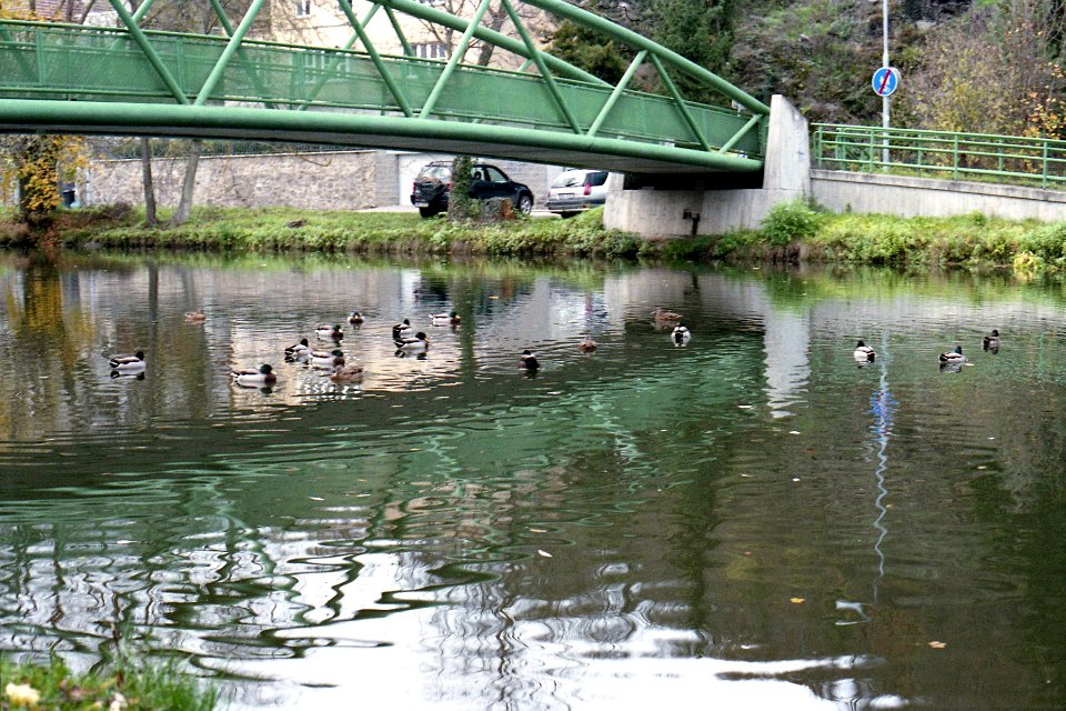 Canon EOS 30 - Ducks on Svitava River