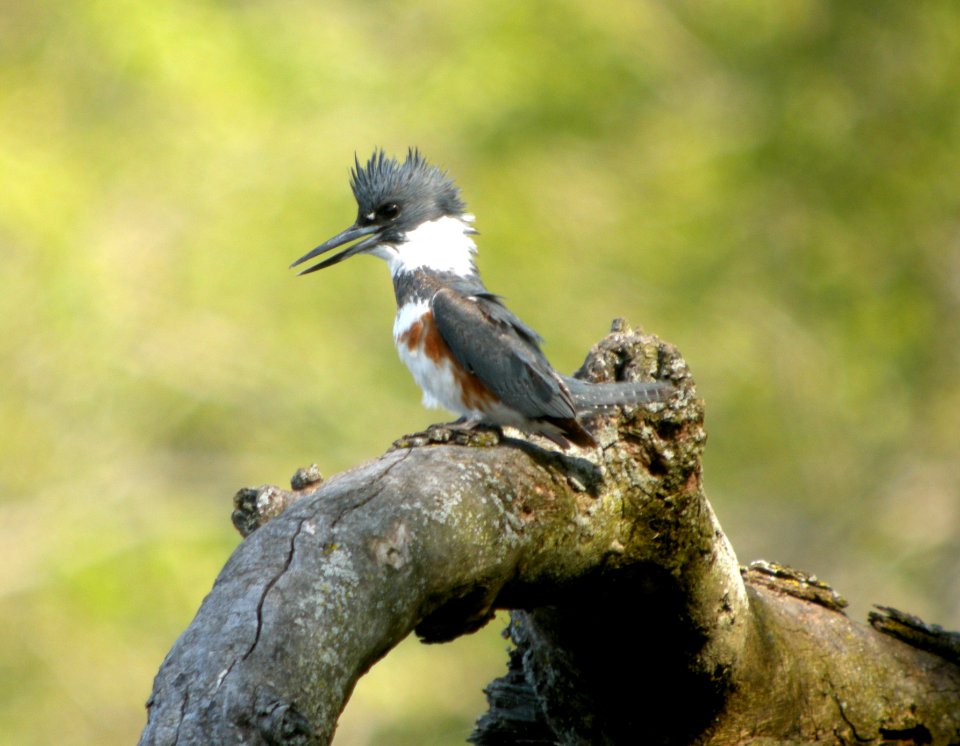 DSCN2489 c Belted Kingfisher  Kankakee Co IL 4-19-12