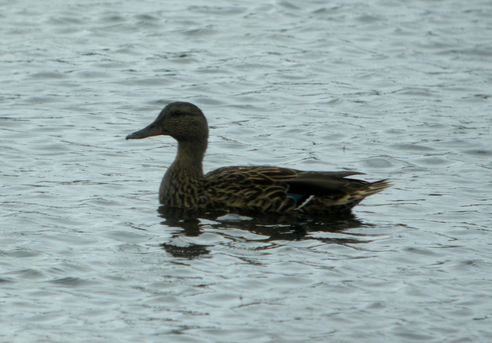 DSCN5824 c Mallard (Hawaiian Hybrid?) Kahuku Aqua Ponds Honolulu Co HI 3-12-2015