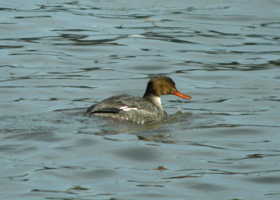 DSCN0719 c RB Merganser Kankakee IL 3-10-2014