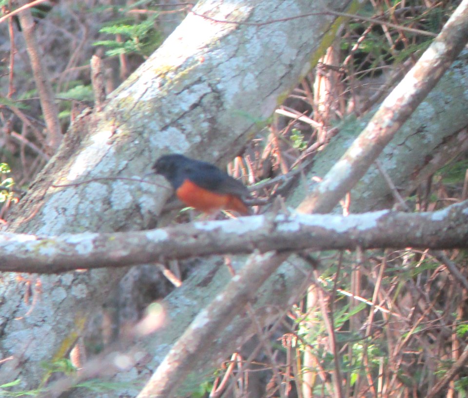 IMG 1255 c White-rumped Shama Pearl Harbor NWR HI 3-22-2015