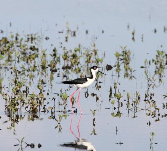 IMG 0056 c Black-necked Stilt Whispering Willows Bourbonnais IL 6-28-2015