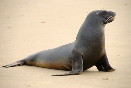 Coast new zealand marine