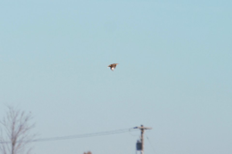 IMG 5959c Eastern Meadowlark Willowhavern Area Kankakee Co IL 11-26-2017